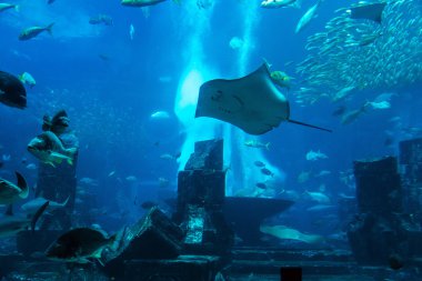 Hotel Atlantis Dubai büyük akvaryum 