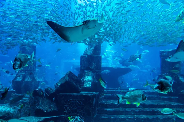 Velké akvárium v hotelu Atlantis v Dubaji — Stock fotografie