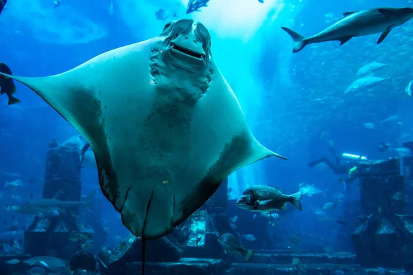 Large aquarium in Hotel Atlantis in Dubai — Stock Photo, Image