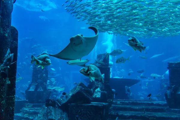 Gran acuario en el Hotel Atlantis en Dubai —  Fotos de Stock