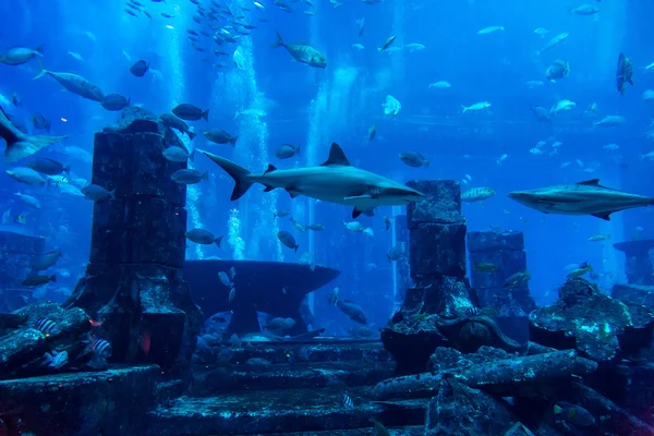 Velké akvárium v hotelu Atlantis v Dubaji — Stock fotografie