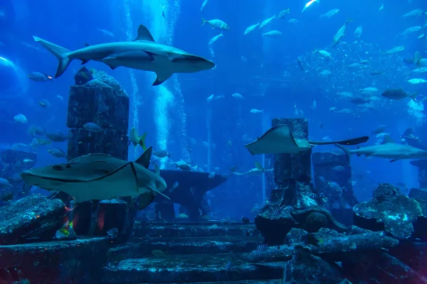 Gran acuario en el Hotel Atlantis en Dubai —  Fotos de Stock