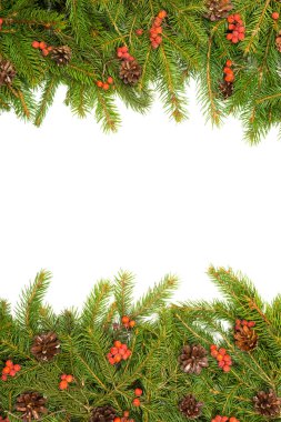 yeşil köknar ağacı dalları