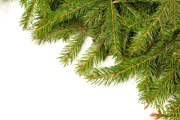 Green fir tree — Stock Photo, Image