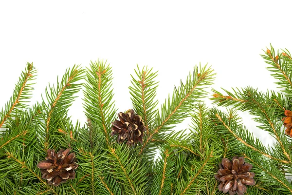 Vánoční strom jedle zelené — Stock fotografie