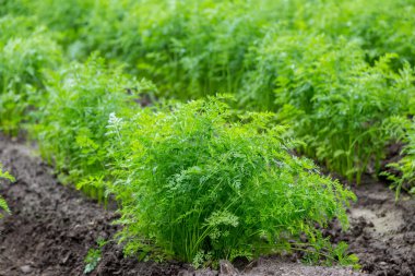 Sahada büyüyen havuç