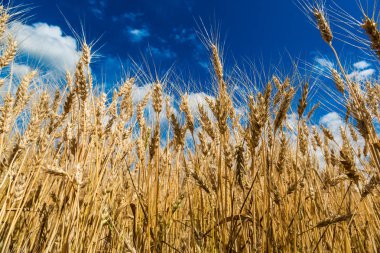 buğday alan hasat için hazır