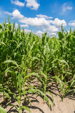 Yeşil mısır tarlası