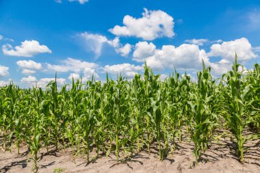 alan hasat için hazır