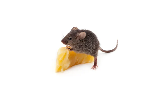 Petite souris et fromage — Photo