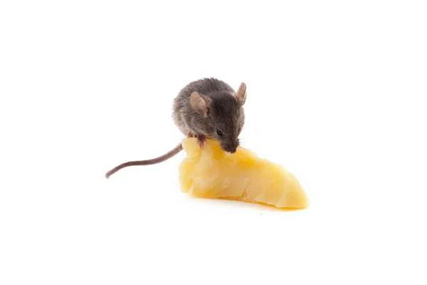 Malá myš a sýr — Stock fotografie