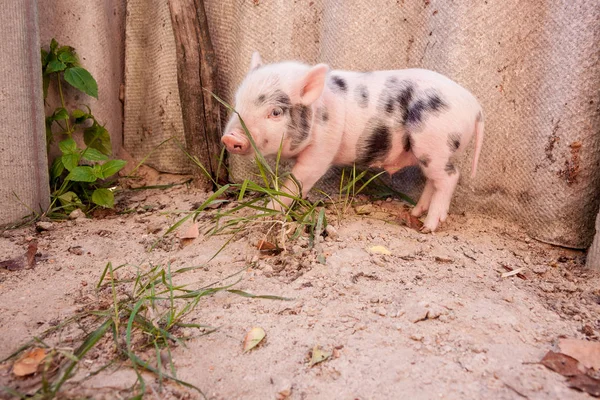 Милая грязная свинья — стоковое фото
