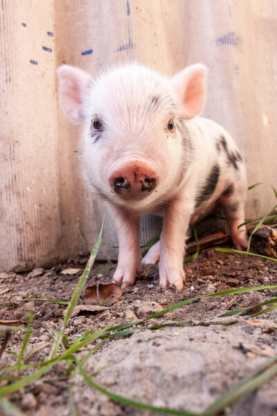 cute muddy pig