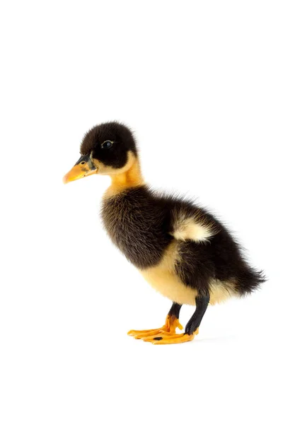 Black small duckling — Stock Photo, Image