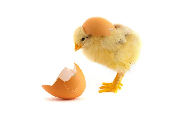 Žluté malé kuřátko — Stock fotografie