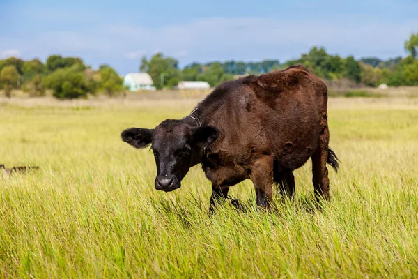 Calf on green dandelion field — Stock Photo, Image