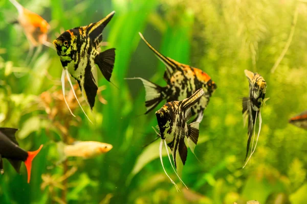 Beautiful fish in fresh water — Stock Photo, Image