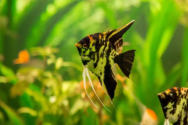 Hermoso pescado en agua dulce — Foto de Stock