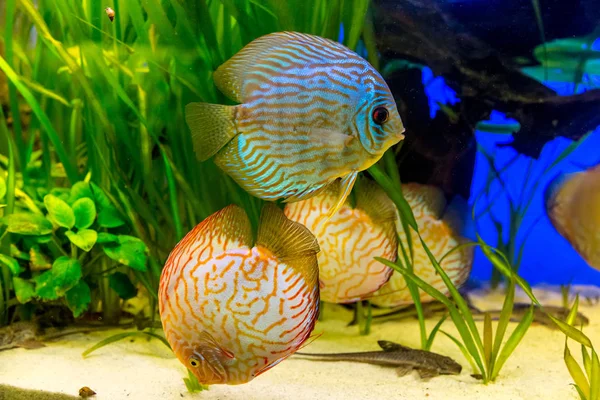 Trooppiset kalat akvaariossa — kuvapankkivalokuva