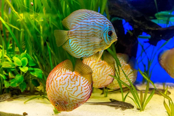 Peces tropicales en el acuario —  Fotos de Stock