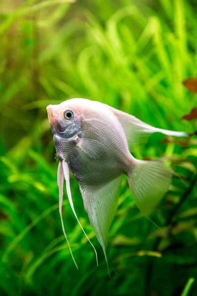 Beautiful fish in aquarium — Stock Photo, Image