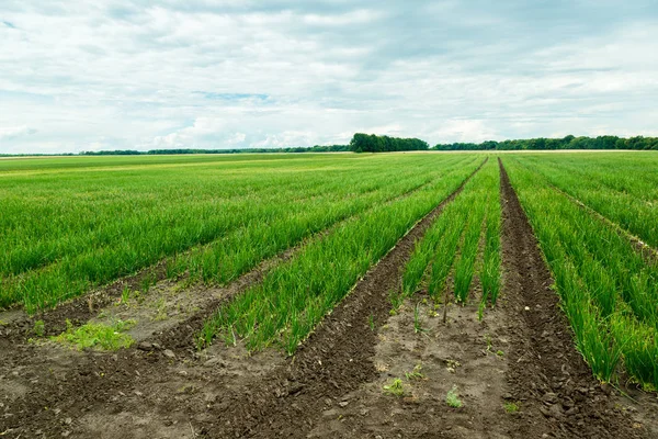 Сельскохозяйственное поле с луком — стоковое фото