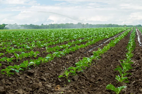 Landscape view of field — Stock Photo, Image