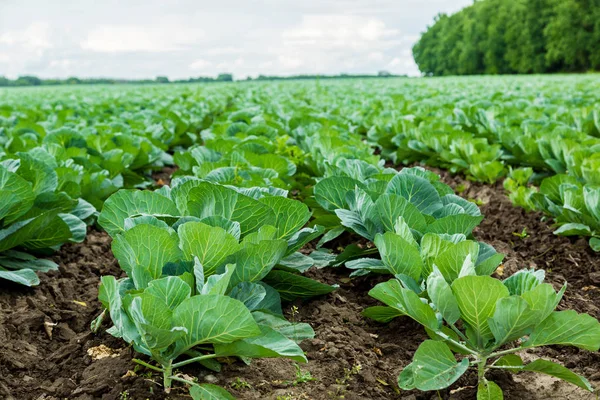 Green cabbage field — Stock Photo, Image
