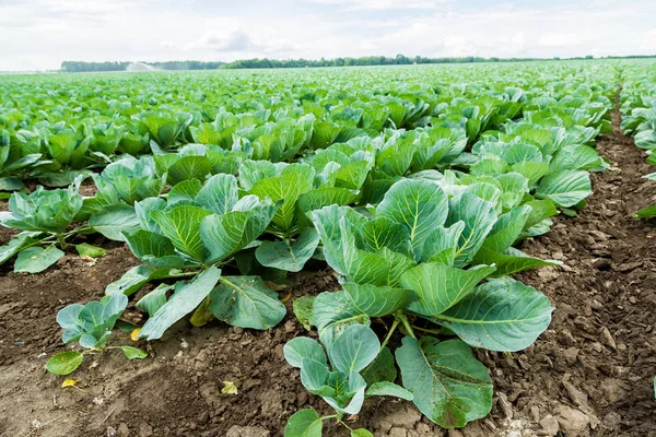 Vista del campo di cavolo verde — Foto Stock