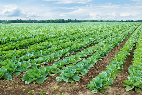 View of green cabbage field — Stock Photo, Image