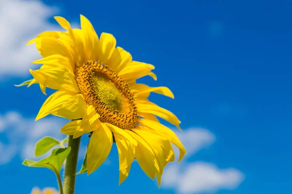 Câmp înflorit de floarea-soarelui — Fotografie, imagine de stoc