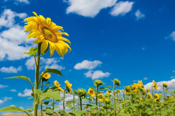 Blommande fält av solrosor — Stockfoto
