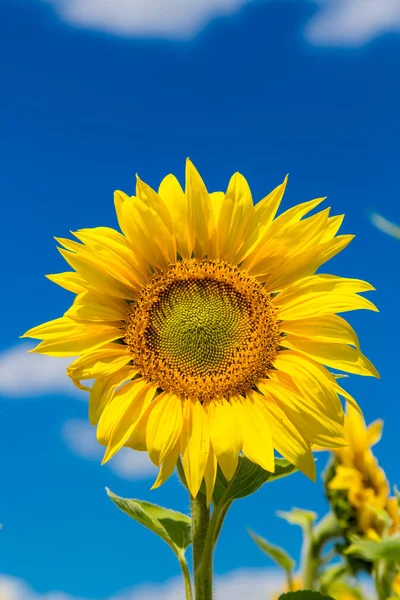 Girasoles en el cielo azul — Foto de Stock