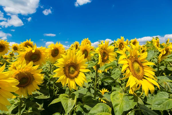 Słoneczniki piękny na błękitne niebo — Zdjęcie stockowe