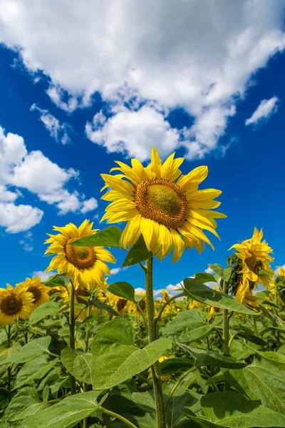 Vackra solrosor på blå himmel — Stockfoto