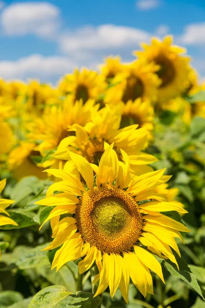 Prachtige zonnebloemen op blauwe hemel — Stockfoto