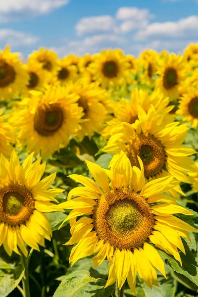 Gebied van prachtige zonnebloemen — Stockfoto