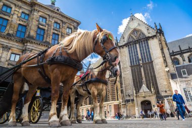 Atları arabanın içinde Amsterdam