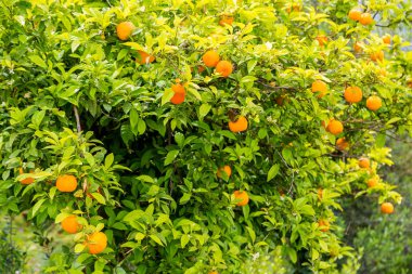 Portakal ağacındaki Hırvatistan