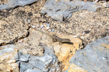 Taş üstünde küçük bir kertenkele