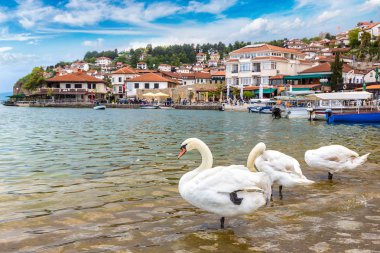 White swans on Ohrid lake, Macedonia clipart