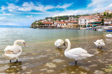 White swans on Ohrid lake clipart
