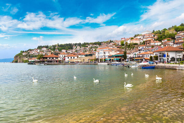 Белые лебеди на озере Охрид
