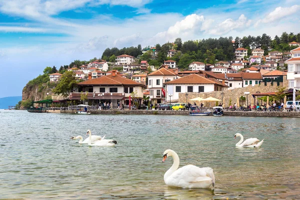 Cisnes brancos no lago Ohrid — Fotografia de Stock