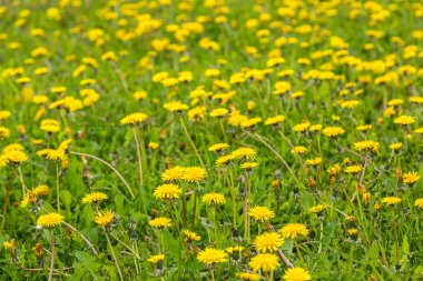 Yaz aylarında karahindiba alan