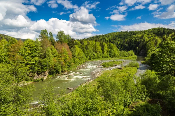 Rivière de montagne en forêt — Photo