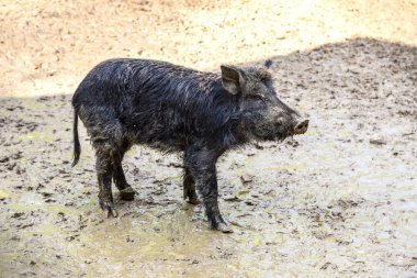 bir ormandaki yaban domuzu