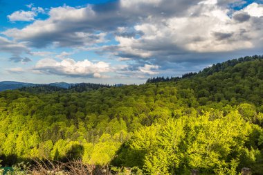 Karpatlar dağ orman