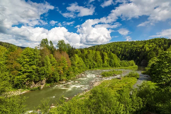 Гірська річка в лісі — стокове фото