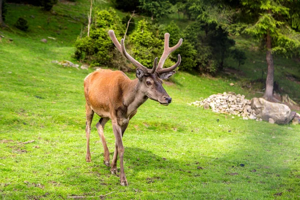 Rehe im Wald — Stockfoto